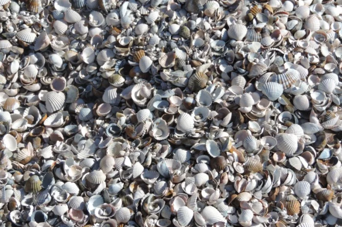 Ракушка річкова кормова- фото № 2