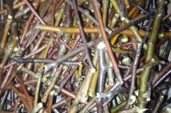 Корм для грызунов - яблоневые и вербовые ветки- фото № 2