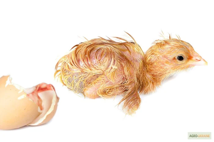 Цыплята кормовые, цыплята суточные замороженные на корм- фото № 1