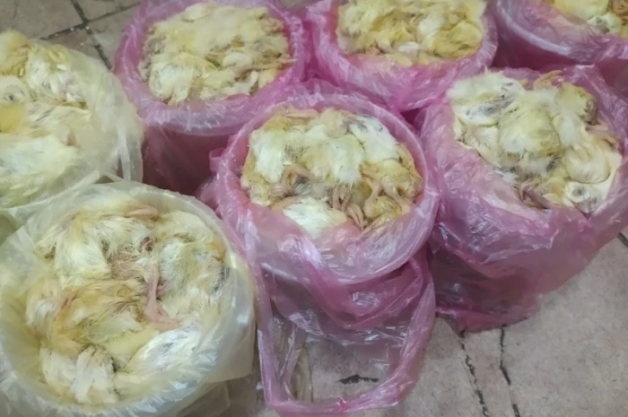 Суточные замороженные цыплята для экзотических животных- фото № 1