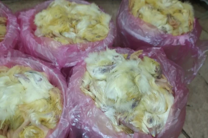 Суточные замороженные цыплята для экзотических животных- фото № 2