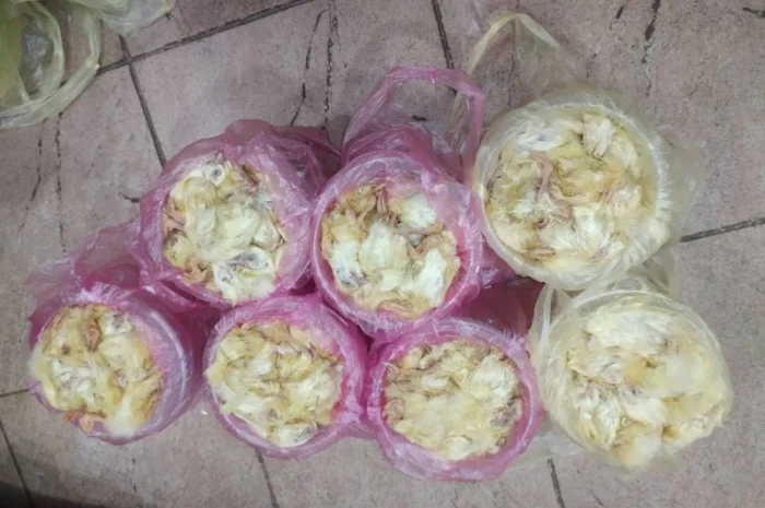 Суточные замороженные цыплята для экзотических животных- фото № 3