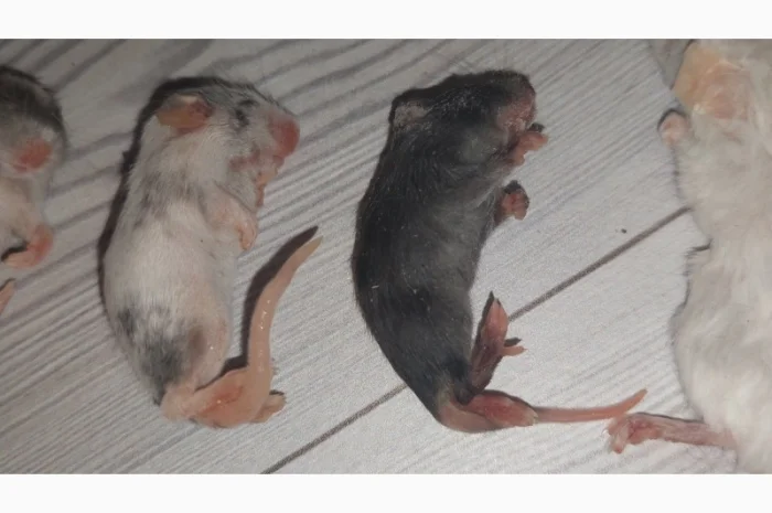 Кормовые крысы и мыши разного размера, замороженные- фото № 1