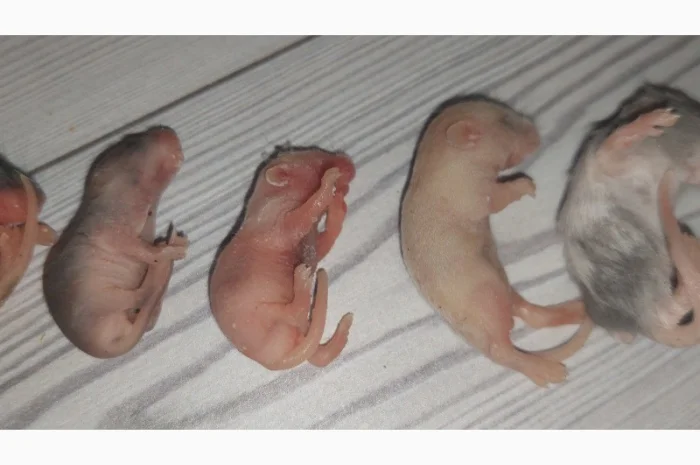 Кормовые крысы и мыши разного размера, замороженные- фото № 2