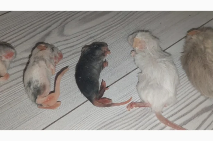 Кормовые крысы и мыши разного размера, замороженные- фото № 3