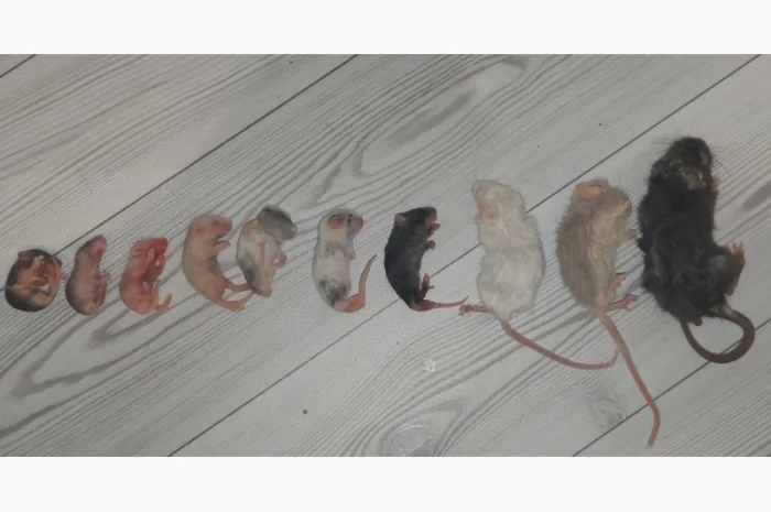 Кормовые крысы и мыши разного размера, замороженные- фото № 4