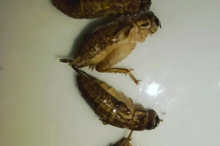 Цвіркун заморожений 1 см- фото № 2