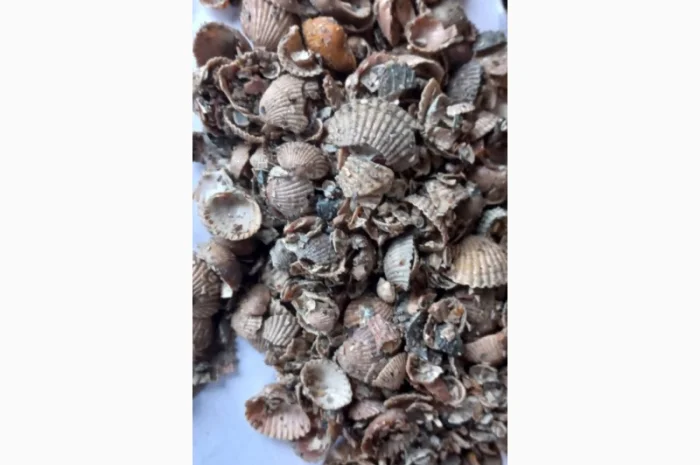 Ракушка морська якісна- фото № 1