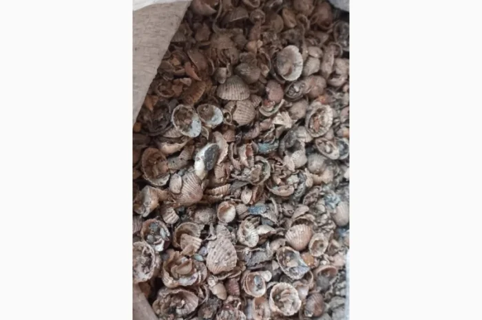 Ракушка морська якісна- фото № 2