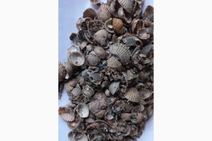 Ракушка морська якісна- фото № 3