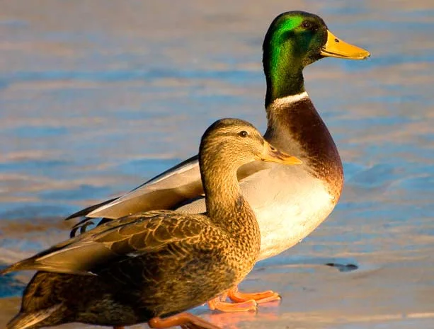 Продам комбикорм для уток и гусей- фото № 1