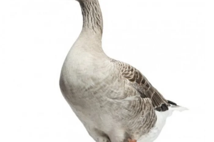 Продам комбикорм для уток и гусей- фото № 2