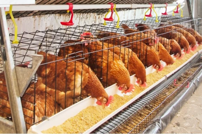 Кормовые Дрожжи от Производителя- фото № 2