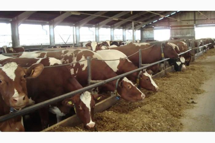 Продам Литовский заменитель цельного молока без Сои- фото № 1