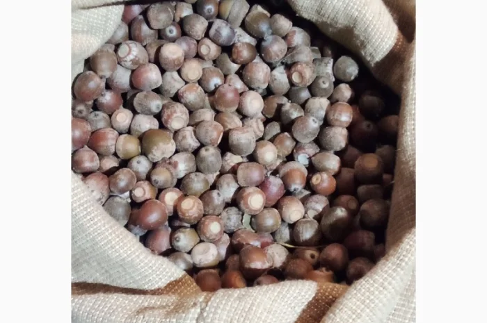 Продам желудь красного дуба- фото № 1