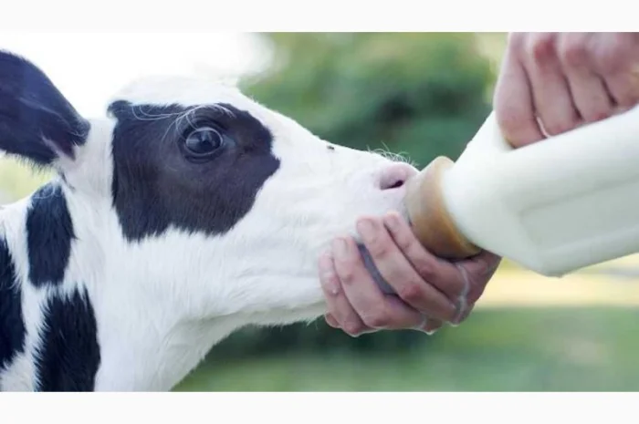 Заменитель цельного молока Молочные компоненты 70%- фото № 1