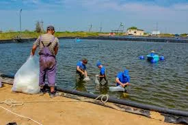 Копка прудов под зарыбок в Киеве- фото № 1