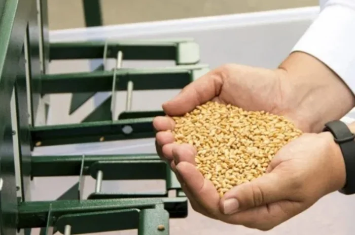 Очистка зерна и семян с высоким качеством- фото № 9