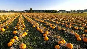 Аренда земли, пай, паи, пая в Запорожском, Солонянском районе- фото № 1