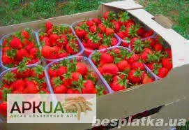 Лоток для клубники под 10 пинеток- фото № 1