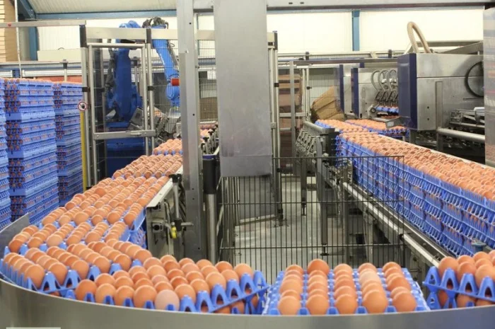 Тара и упаковка для яиц- фото № 2