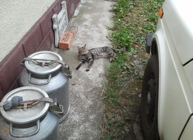 Продаються 40 л бідони.алюмінька- фото № 1