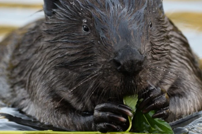 Закупка струи боброва- фото № 1