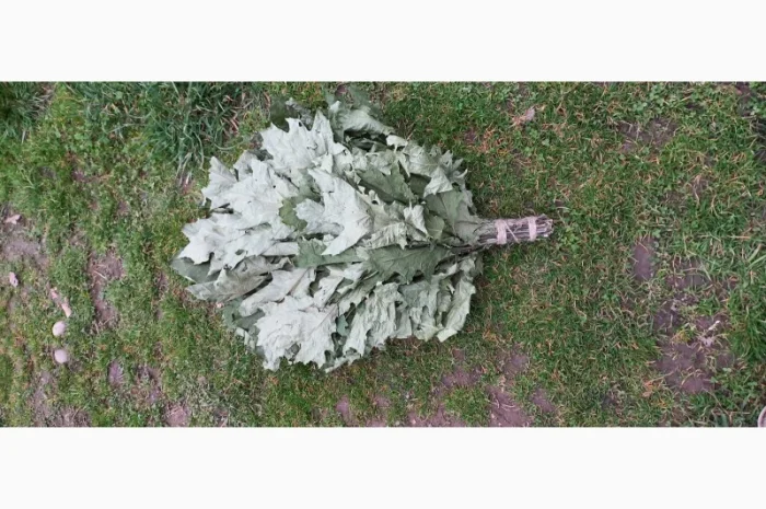 Віники для бані Дуб, береза Липа Евкаліпт- фото № 3