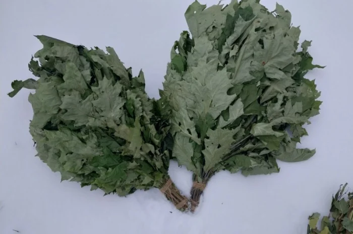 Віники для бані Дуб, береза Липа Евкаліпт- фото № 5