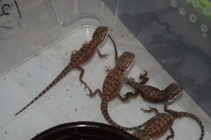 Ручная ящерица бородатая агама морфные разноцветные агамки- фото № 1