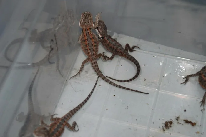 Ручная ящерица бородатая агама морфные разноцветные агамки- фото № 3