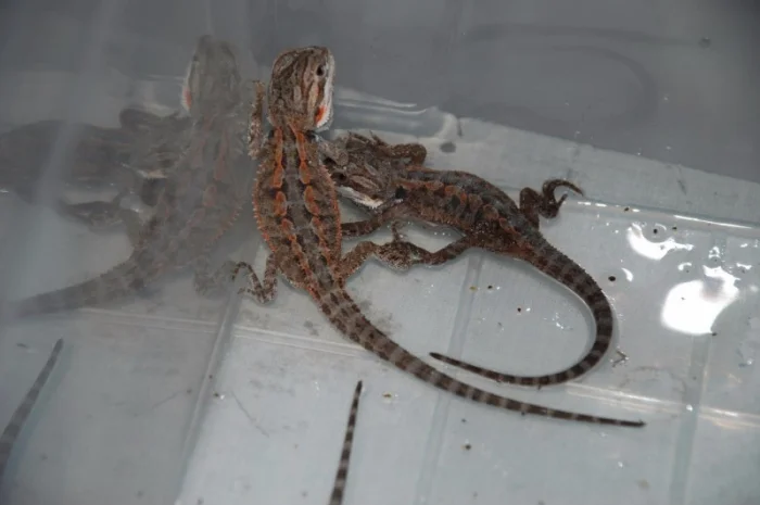 Ручная ящерица бородатая агама морфные разноцветные агамки- фото № 4