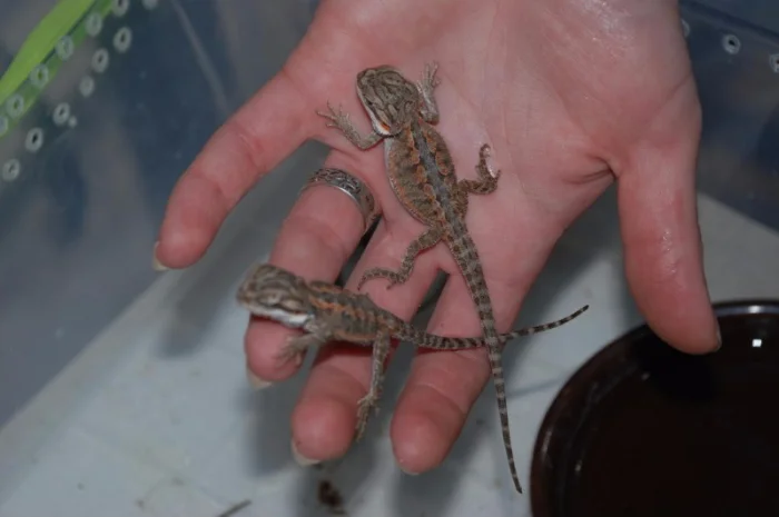 Ручная ящерица бородатая агама морфные разноцветные агамки- фото № 7