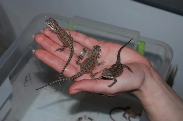 Ручная ящерица бородатая агама морфные разноцветные агамки- фото № 8