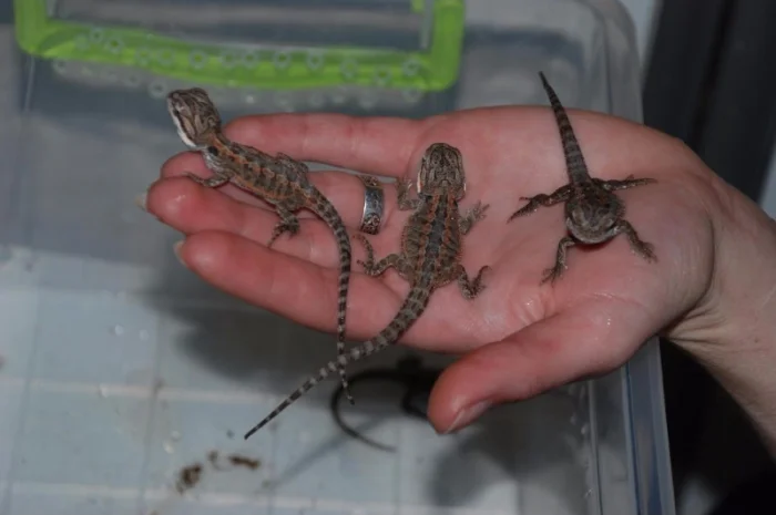 Ручная ящерица бородатая агама морфные разноцветные агамки- фото № 9