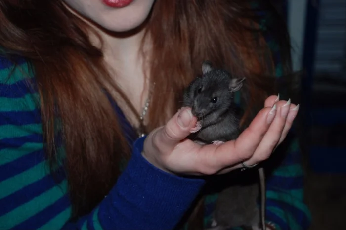 Ручные декоративные крысята черные и хаски- фото № 1