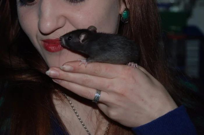 Ручные декоративные крысята черные и хаски- фото № 2