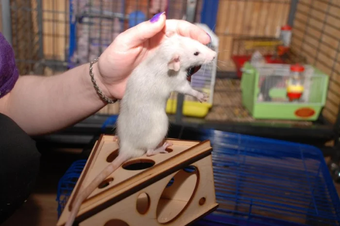 Ручные декоративные крысята черные и хаски- фото № 3