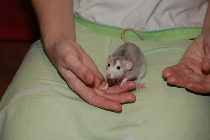 Ручные декоративные крысята черные и хаски- фото № 5