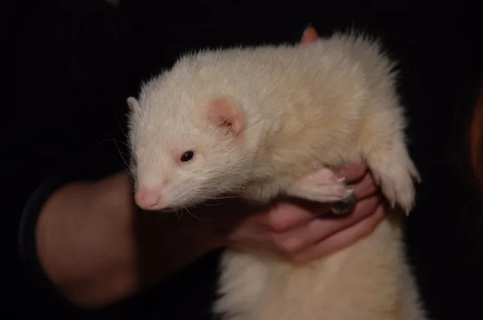 Белоснежный декоративный хорек альбинос, девочка- фото № 2