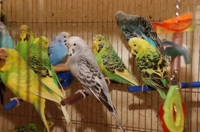 Яркие попугайчики для общения. Выставочные чехи- фото № 1