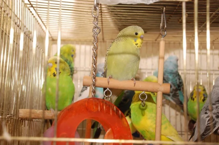 Яркие попугайчики для общения. Выставочные чехи- фото № 2