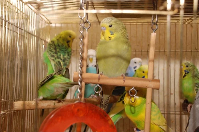 Яркие попугайчики для общения. Выставочные чехи- фото № 3