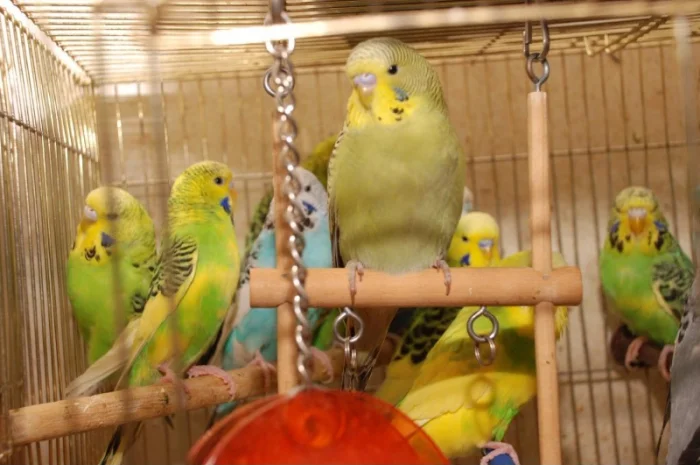 Яркие попугайчики для общения. Выставочные чехи- фото № 4