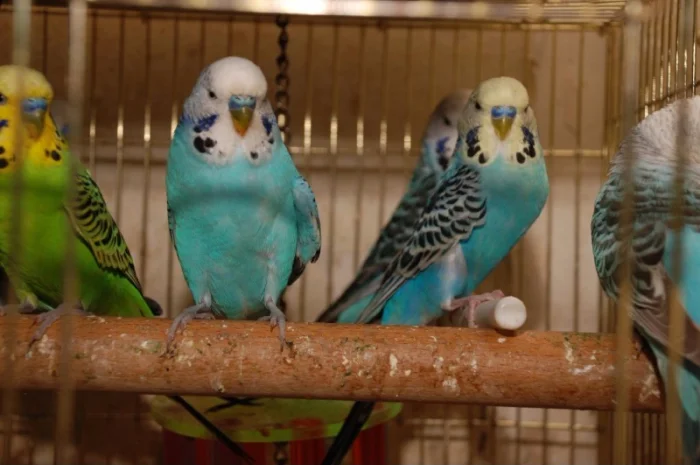 Яркие попугайчики для общения. Выставочные чехи- фото № 5