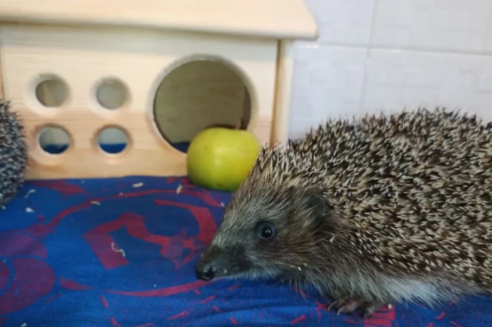 Ручные европейские ёжики для сада- фото № 2