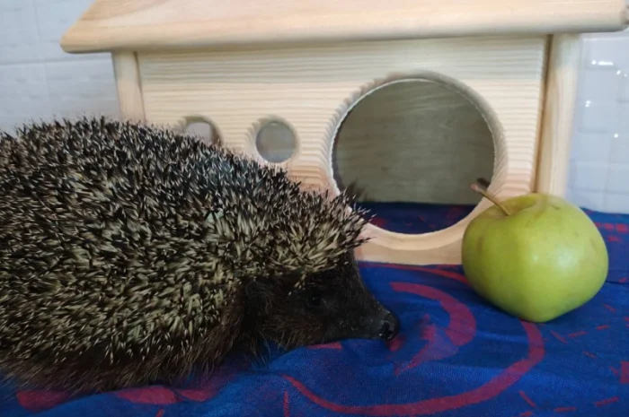 Ручные европейские ёжики для сада- фото № 4