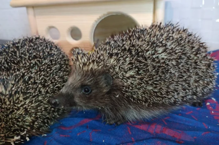 Ручные европейские ёжики для сада- фото № 5