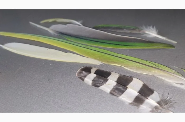 Перо попугая. Яркие, разноцветные перья попугаев, разных размеров- фото № 1