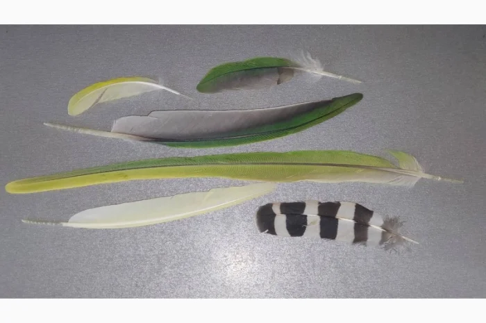 Перо попугая. Яркие, разноцветные перья попугаев, разных размеров- фото № 2